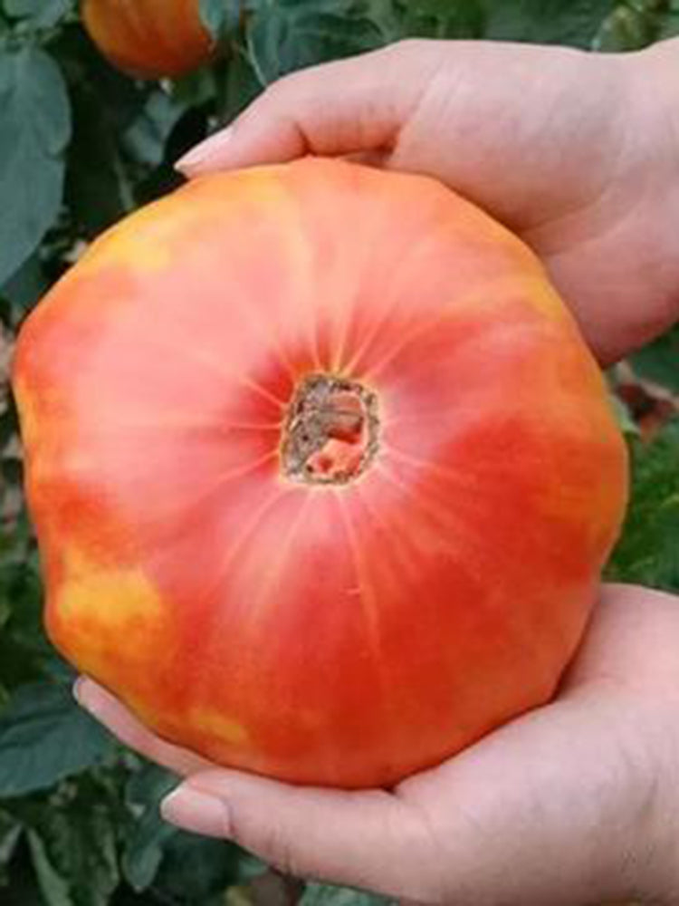 Northern Lights Tomato