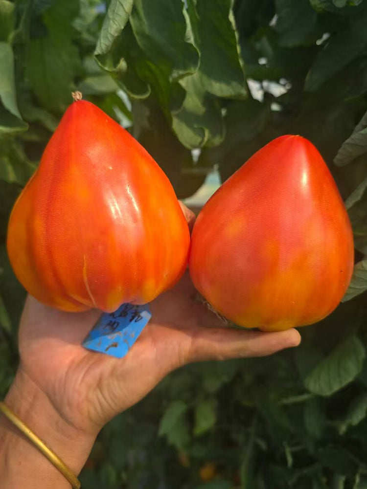 938 Kyzyltau Tomato