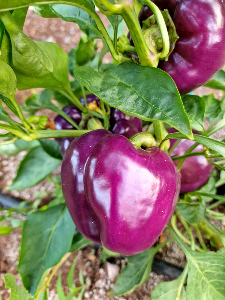 Violgo Sweet Pepper