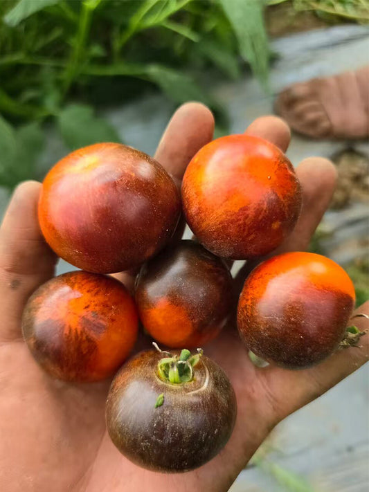 946 Tsukuyomi Special Leaf Tomato