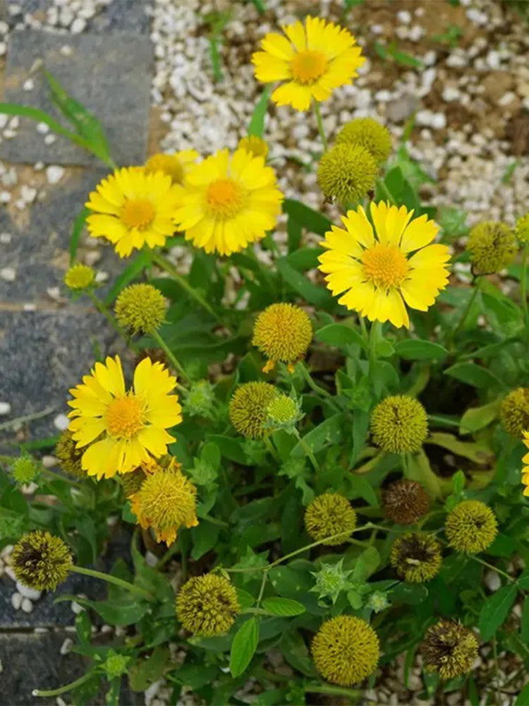 Perennial Gaillardia