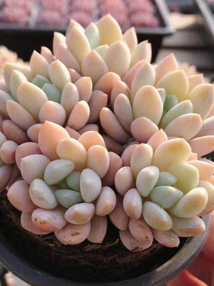Echeveria 'Jade Ruyi'