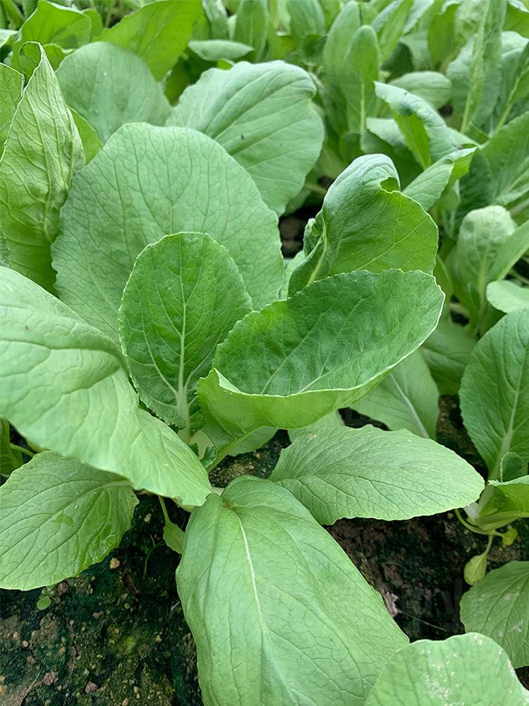 Tianfei Beautiful Pakchoi