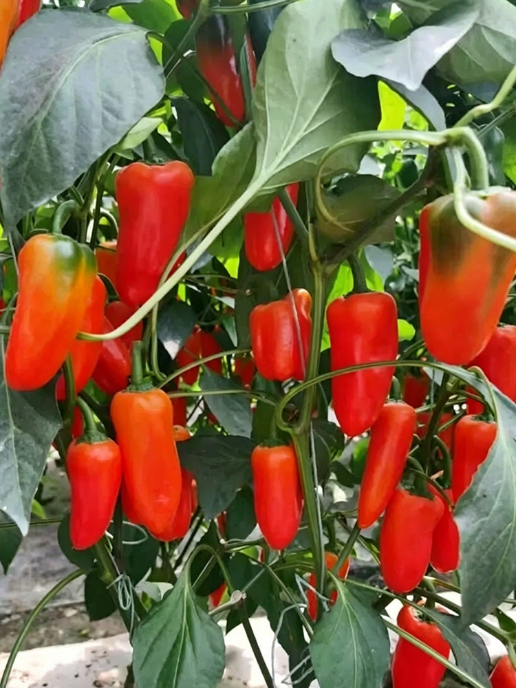 Mixed Color Fruit Pepper