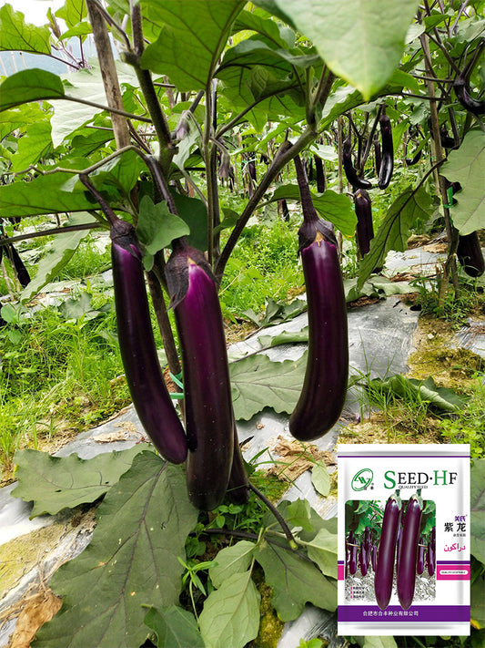 Zilong No.1 Eggplant