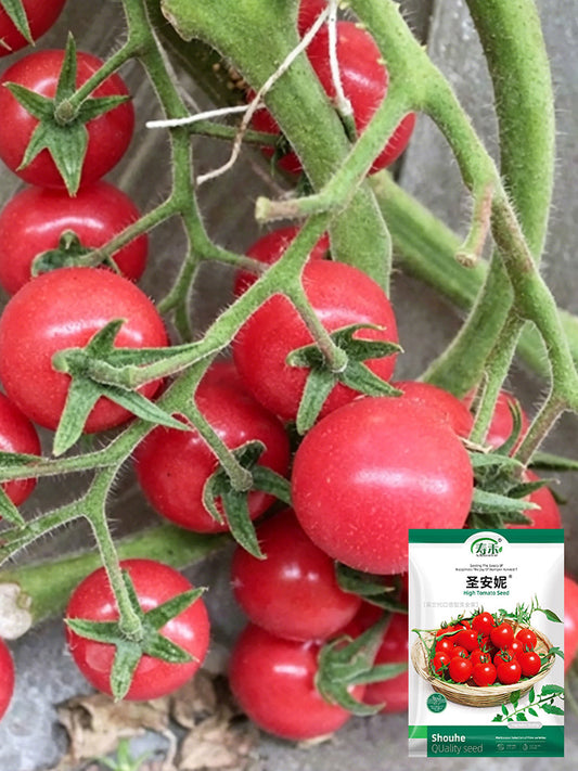 Saint Anne Cherry Tomato