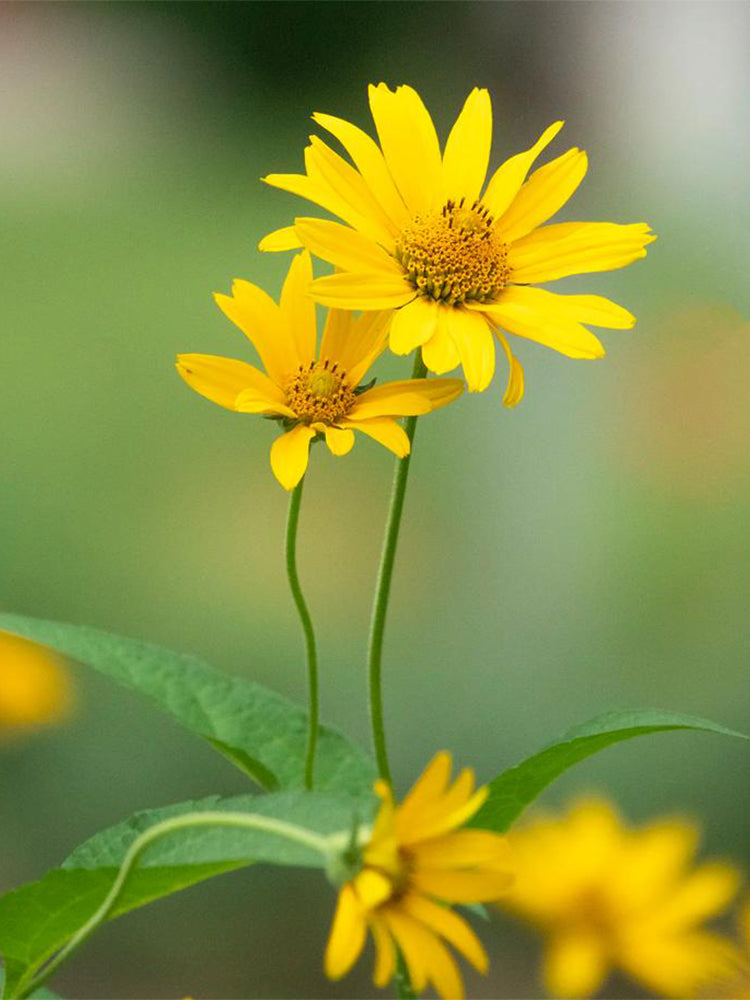 False Sunflower