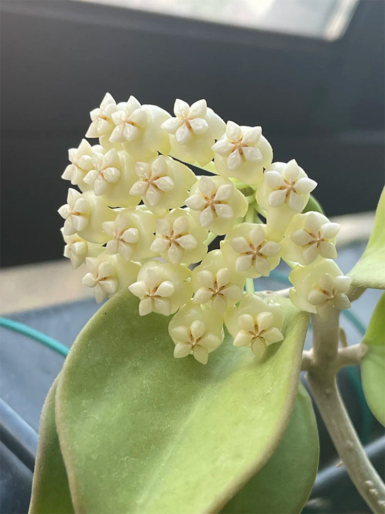 Hoya pachyclada