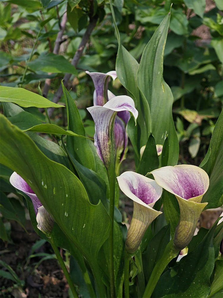 'Picasso' Calla Lily