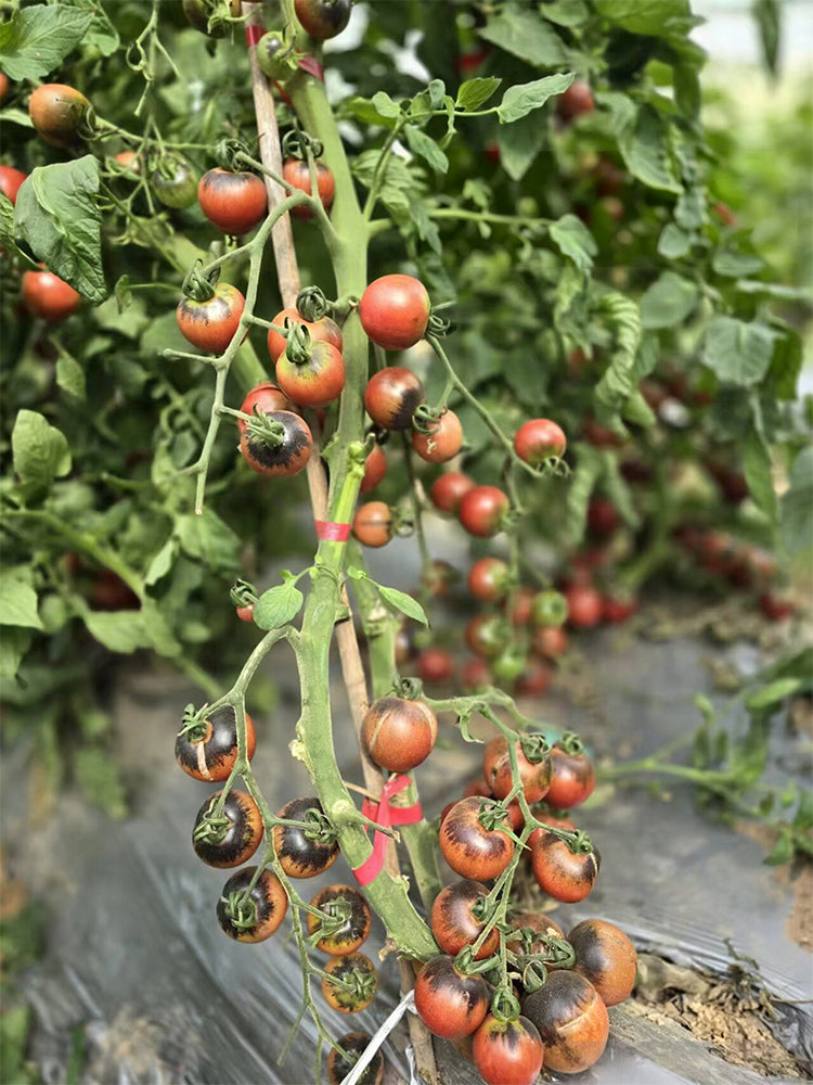 859 Chocolate Gift Tomato
