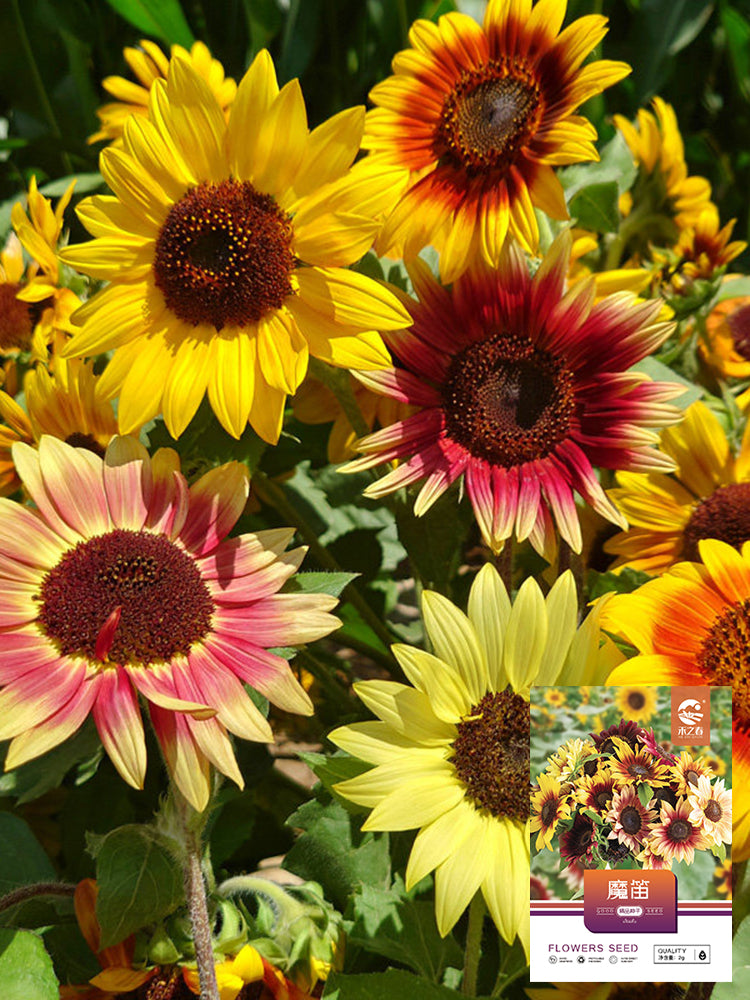 'Magic Flute' Ornamental Sunflower