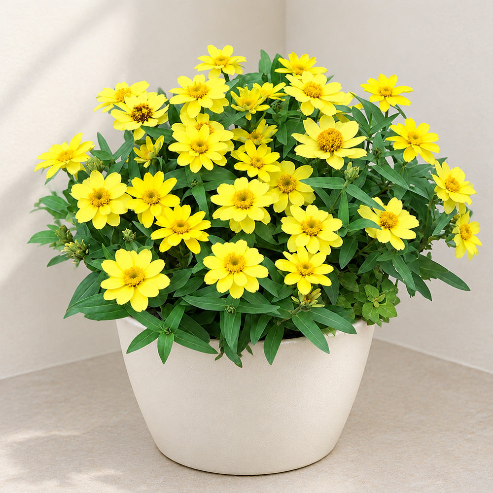 W1344 Zahara Yellow Zinnia