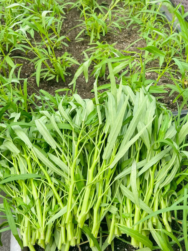 Meifeng No.1 Water Spinach