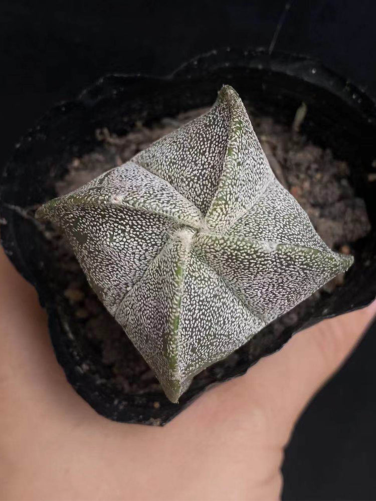 Astrophytum myriostigma quadricostatum