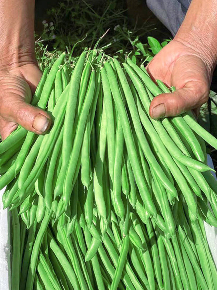 Supplier Snap Beans