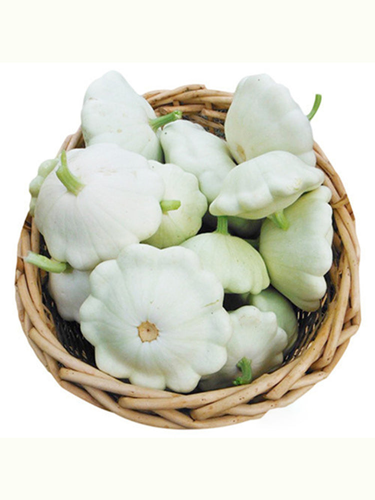 'White Flying Saucer' Gourd