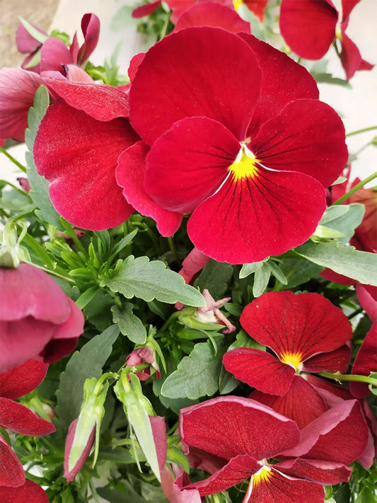 Super Bingo Series Red Pansy (Viola × wittrockiana)