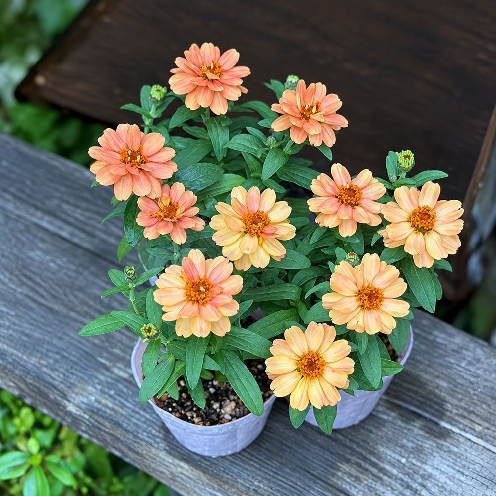 W1339 Profusion Double Deep Salmon Zinnia