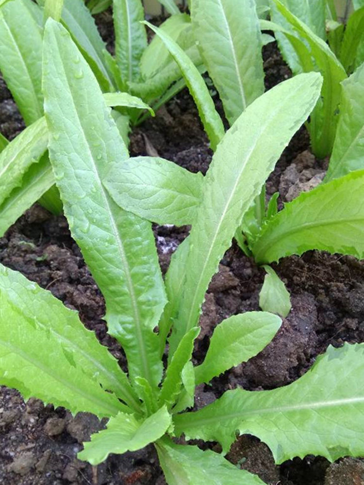 Nongyan Pointed-Leaf Romaine Lettuce