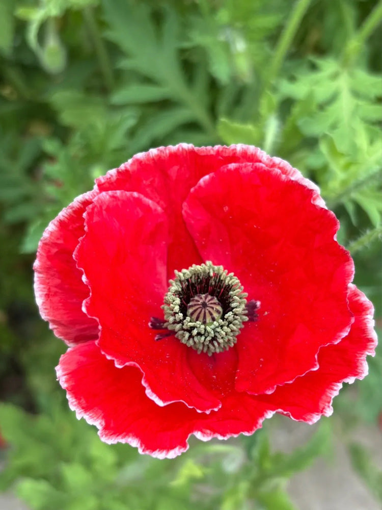 Red with White Edge Corn Poppy