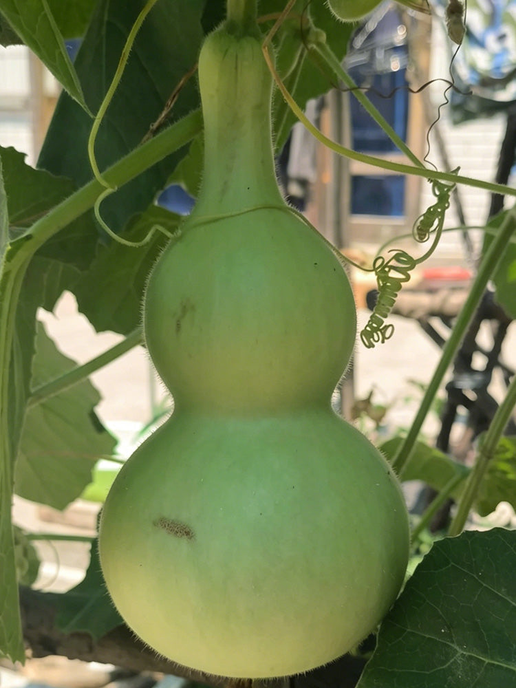 Thick-neck Eight Treasures Gourd