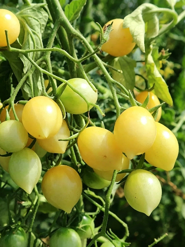 Crazy Barry Cherry Tomato