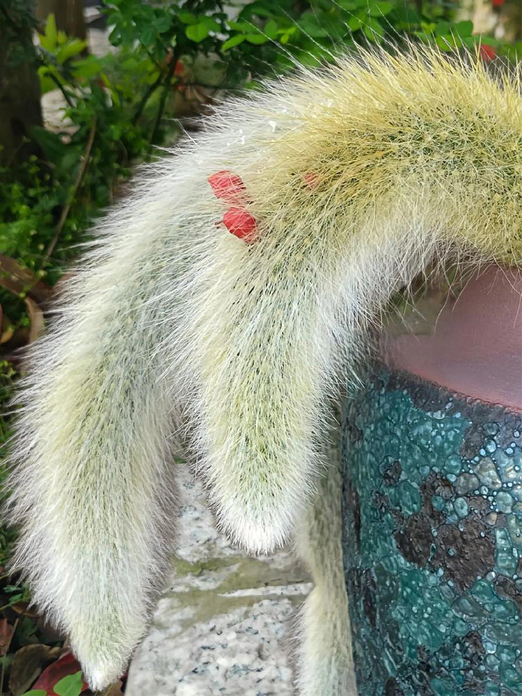 Monkey Tail Cactus (Hildewintera colademononis)
