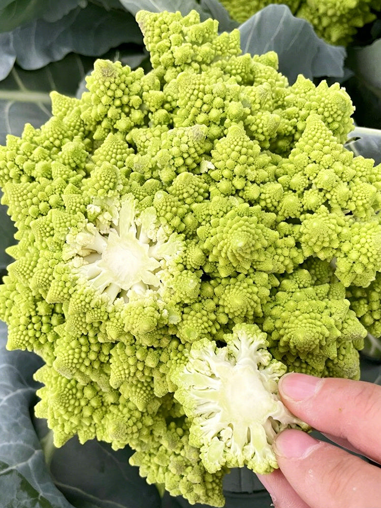 Green Romanesco
