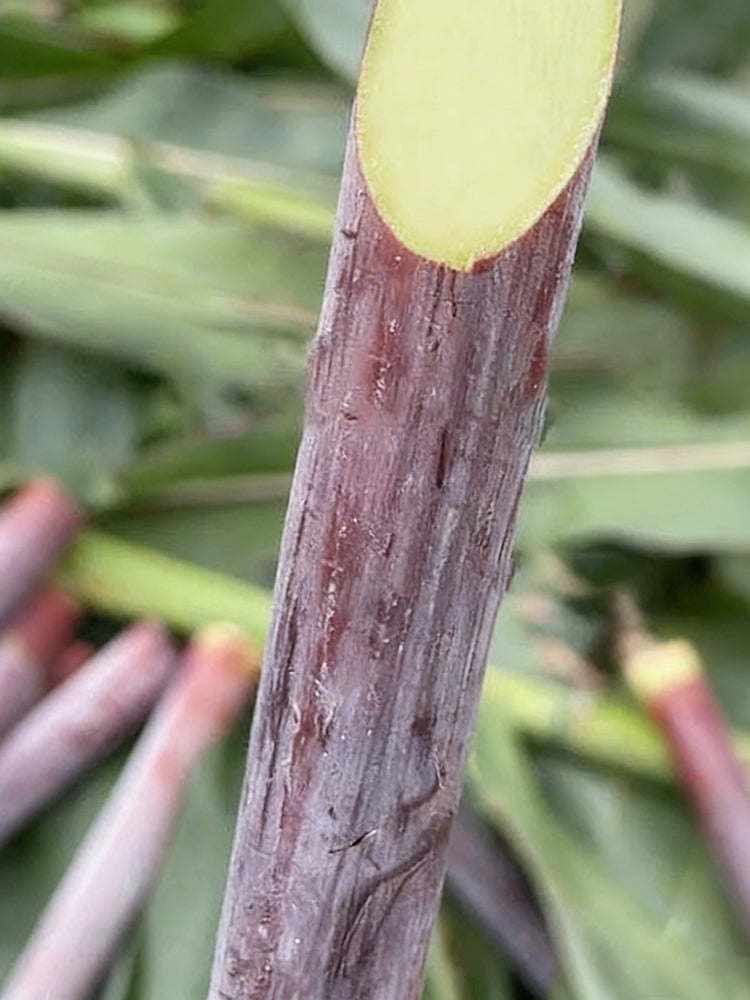 Supersweet Violet Sweet Sorghum