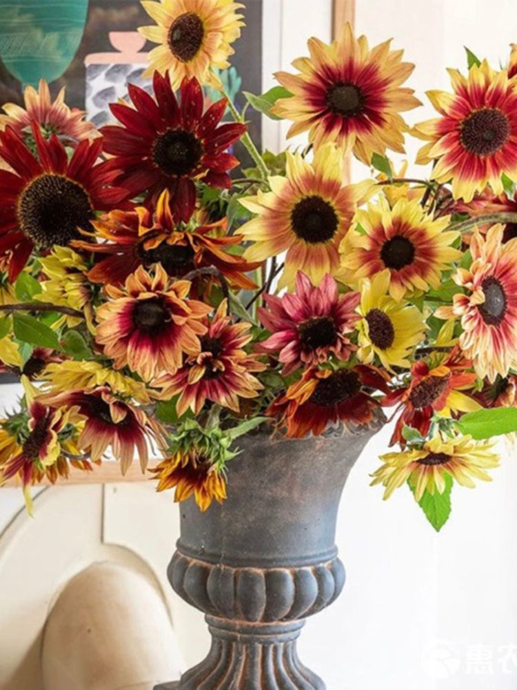 'Magic Flute' Ornamental Sunflower