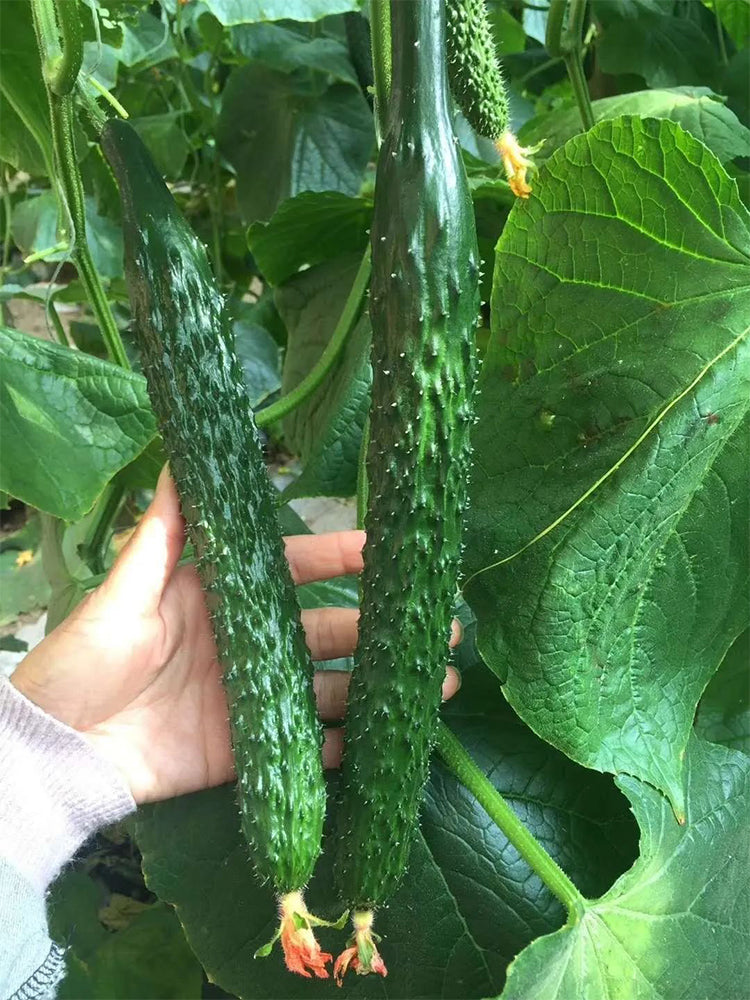 Zhongnong Spring-Autumn Hybrid Cucumber F1