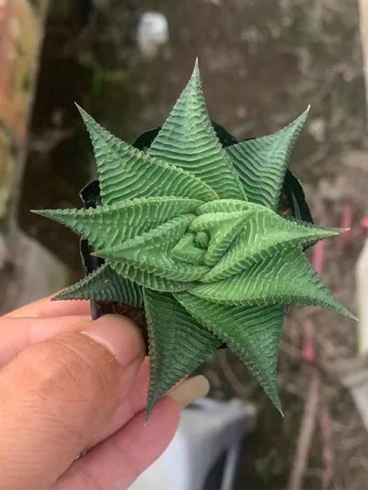 Haworthiopsis limifolia