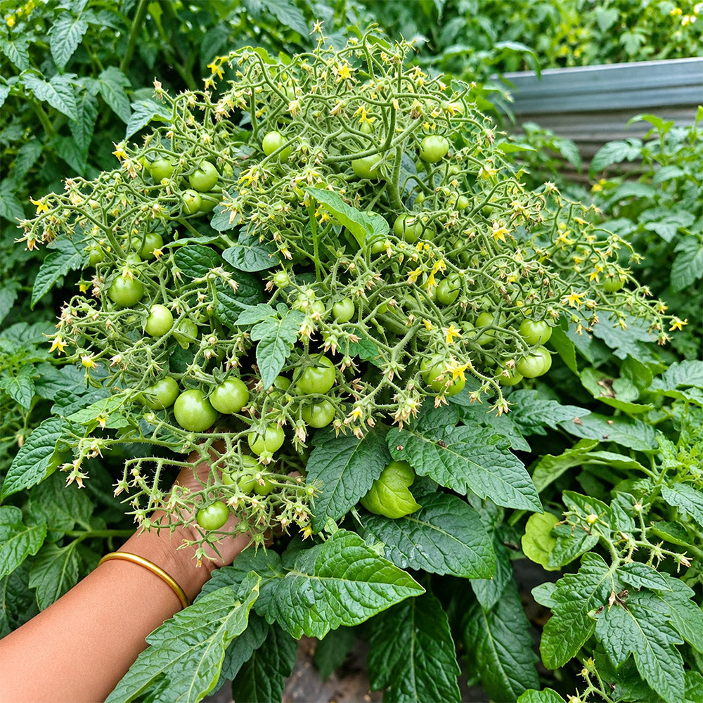 144 Dark Dwarf Multiflora Tomato