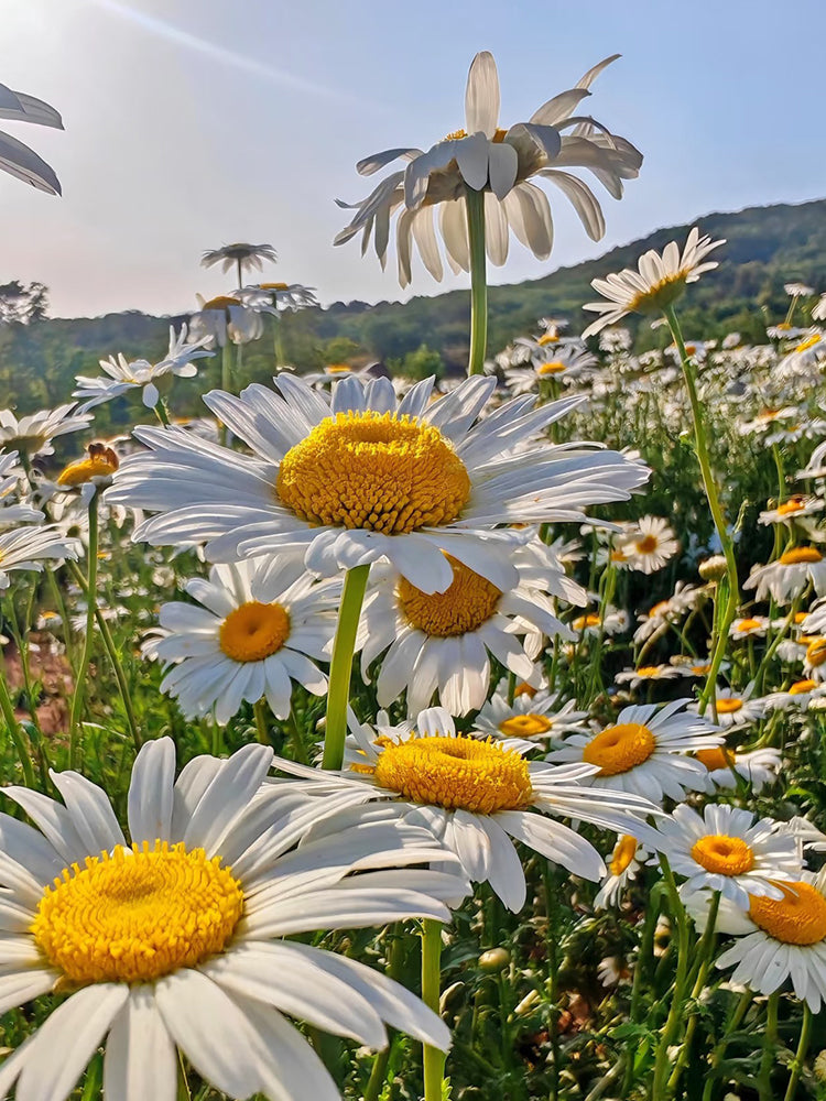 White Max Chrysanthemum
