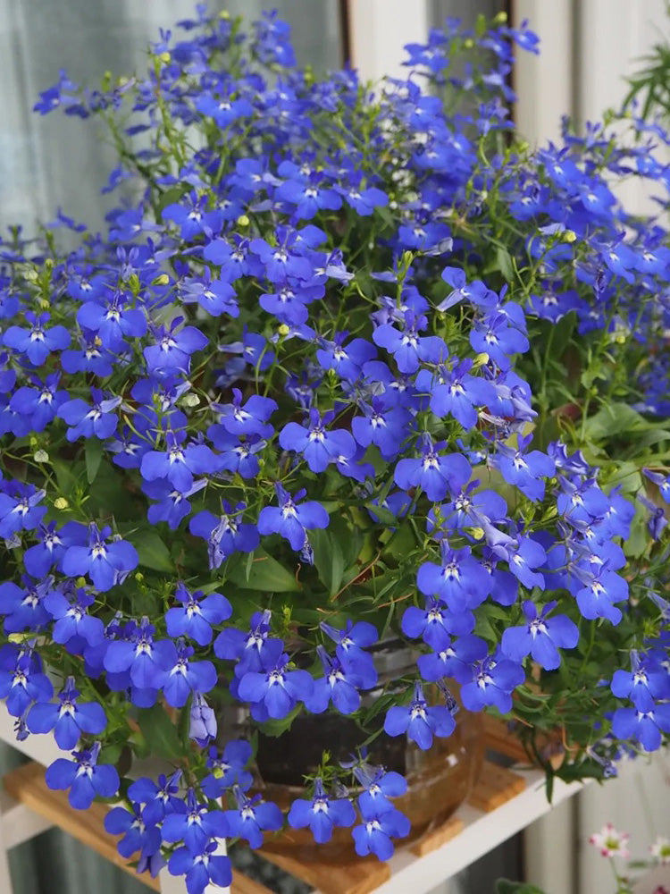 Blue-Purple Lobelia