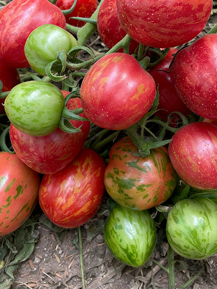 Colorful Roman Fruit Tomato
