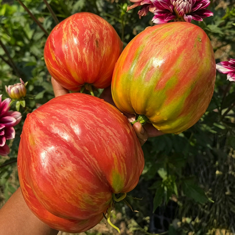616 Long Tall Sally Tomato