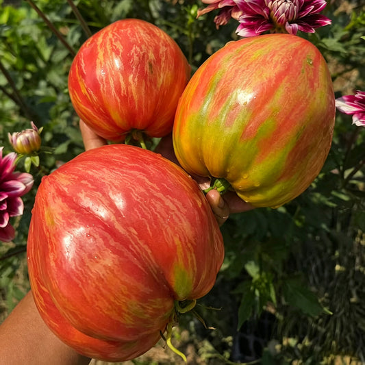 616 Long Tall Sally Tomato