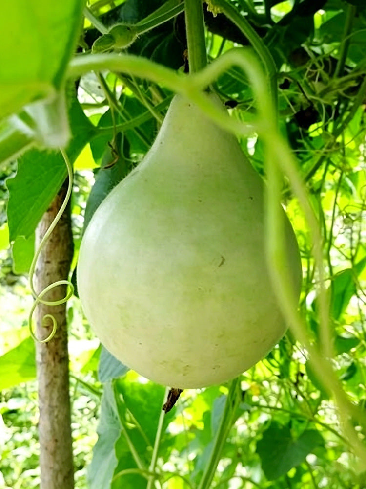 Dipper Gourd