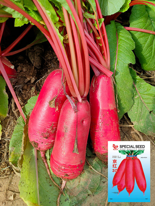 'Jinghong 30' Radish