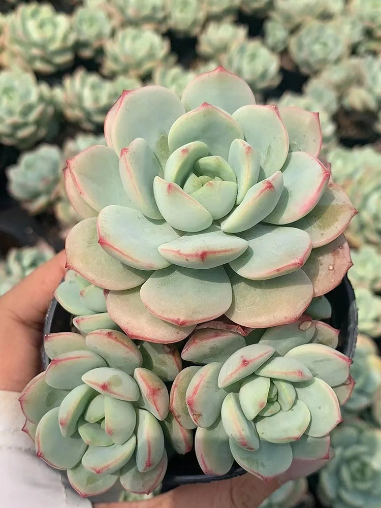 Echeveria Crassula Var 4.0