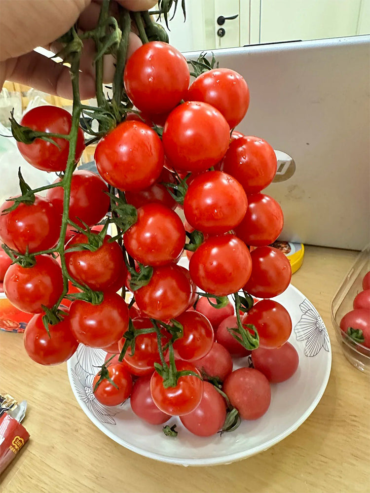 ‘Millennium’ Cherry Tomatoes