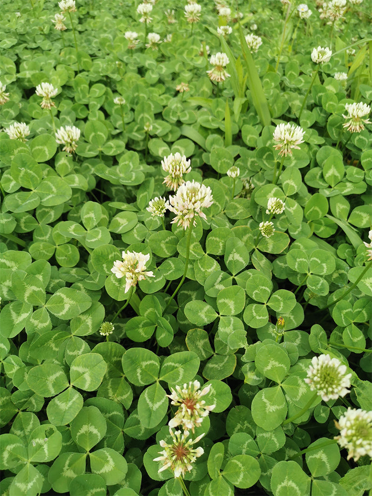 White Clover