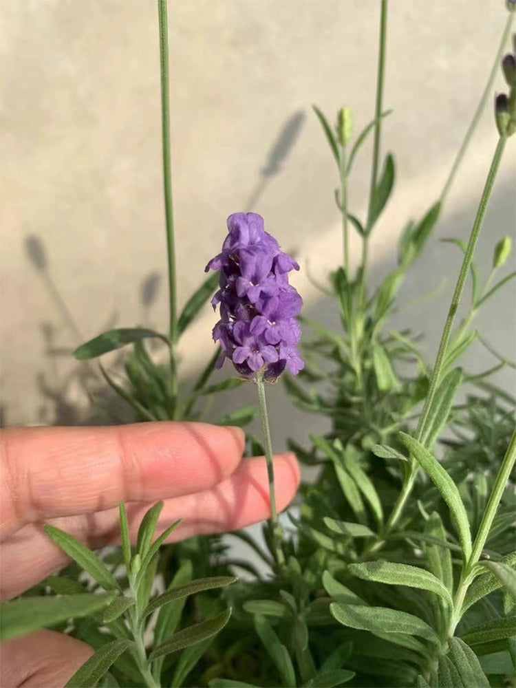 Hezhichun Lavender