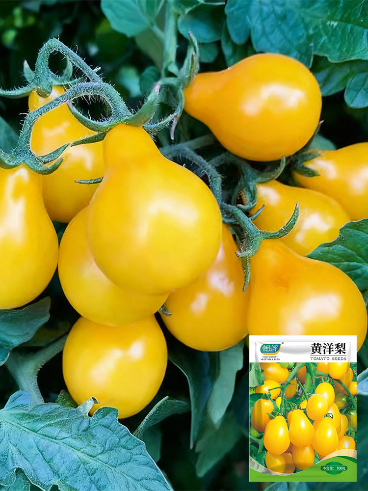 Yellow Pear Tomato
