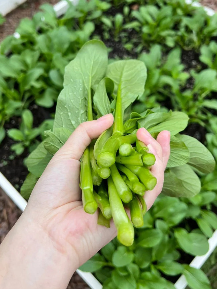 Ningxia Fiberless 110-day Choy Sum