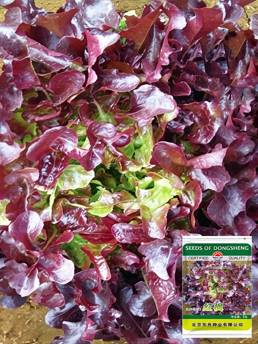 Red Maple Oak Leaf Purple Lettuce