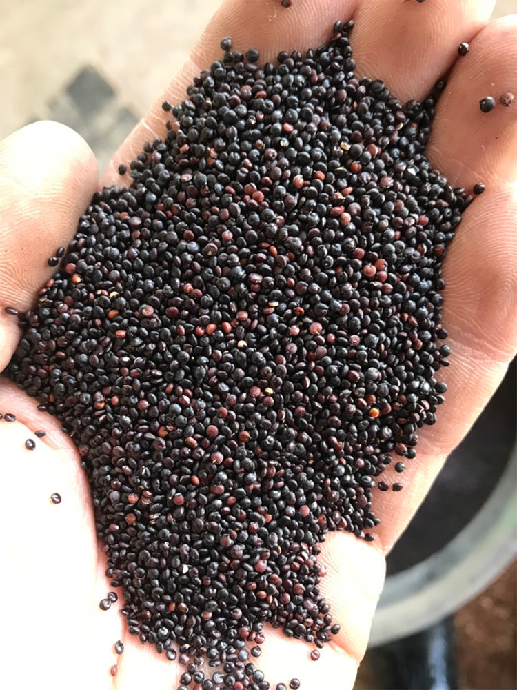 Black Quinoa