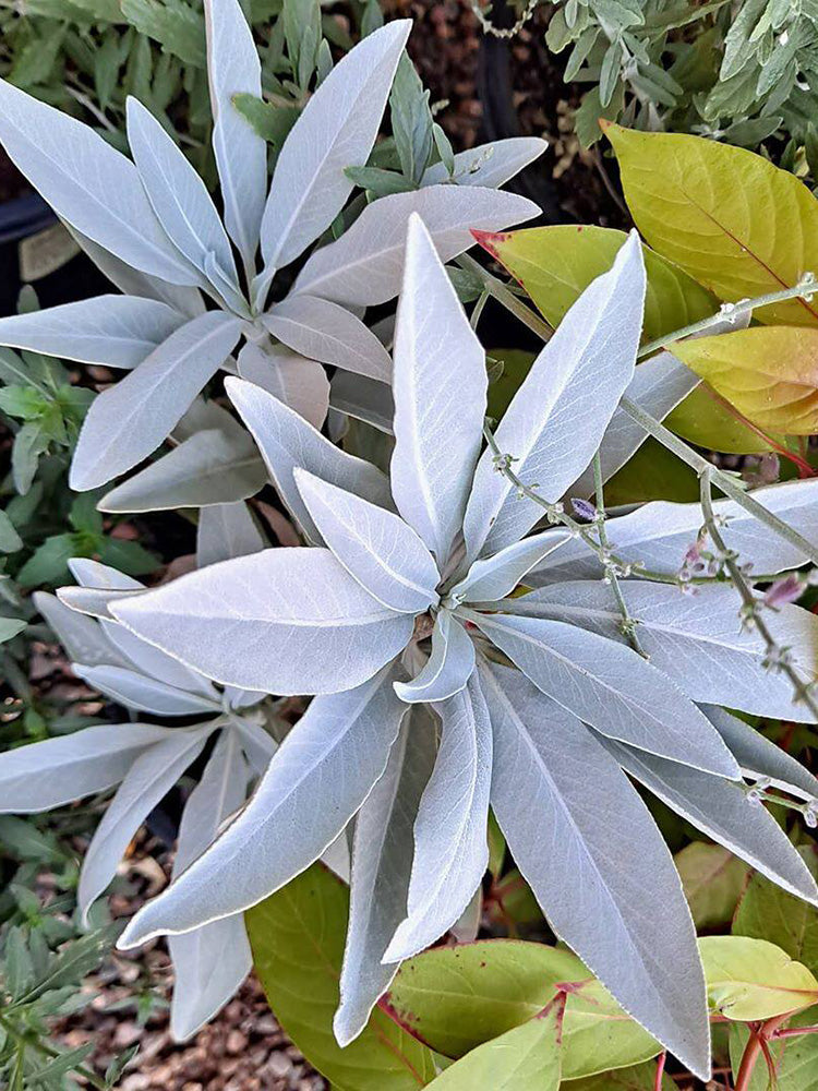 California White Sage