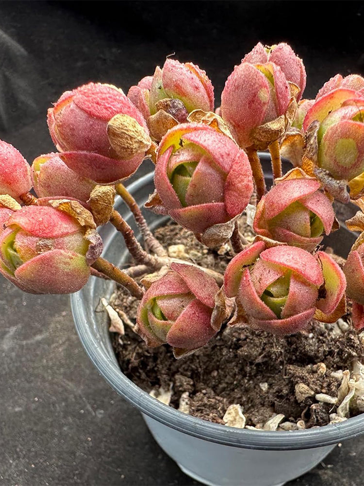 Aeonium saundersii